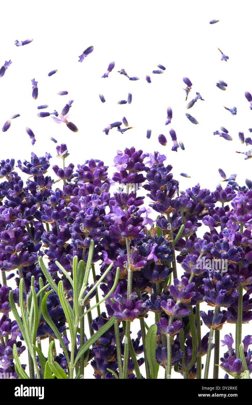lavender flowers isolated on white background Stock Photo - Alamy