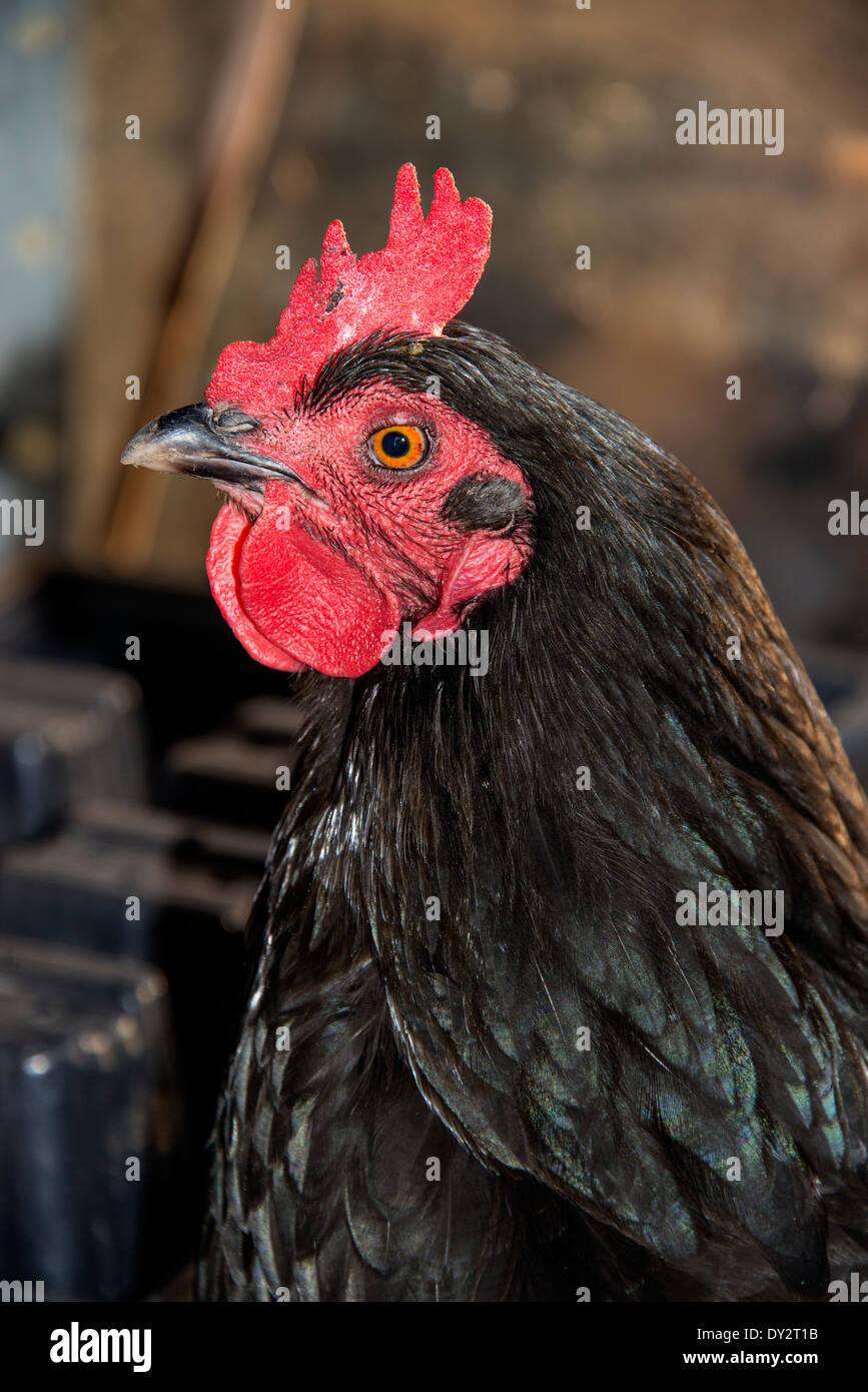 Black rock hen in profile Stock Photo Alamy