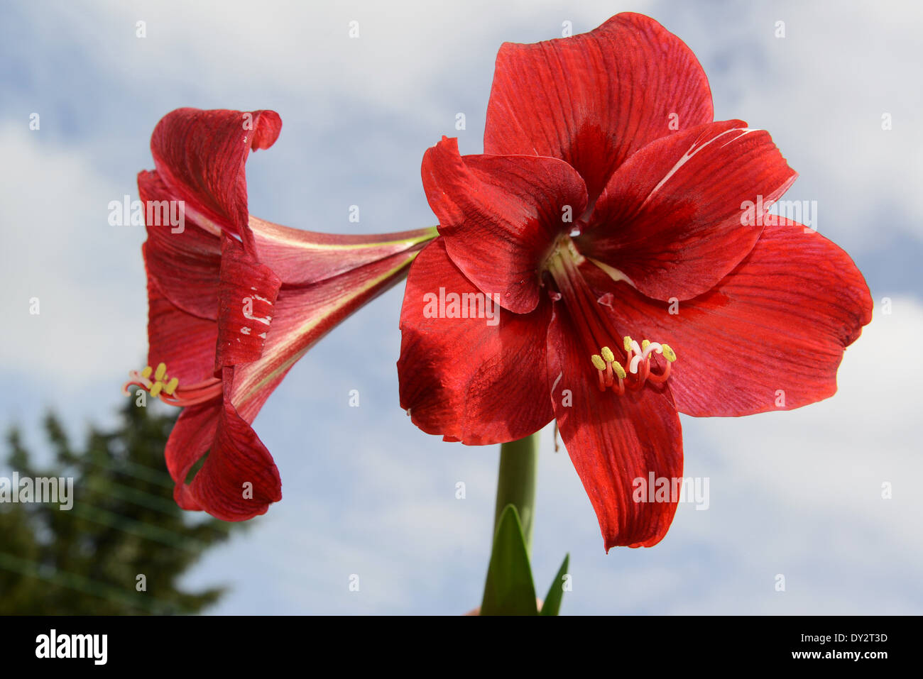 Red Amaryllis in flower Stock Photo