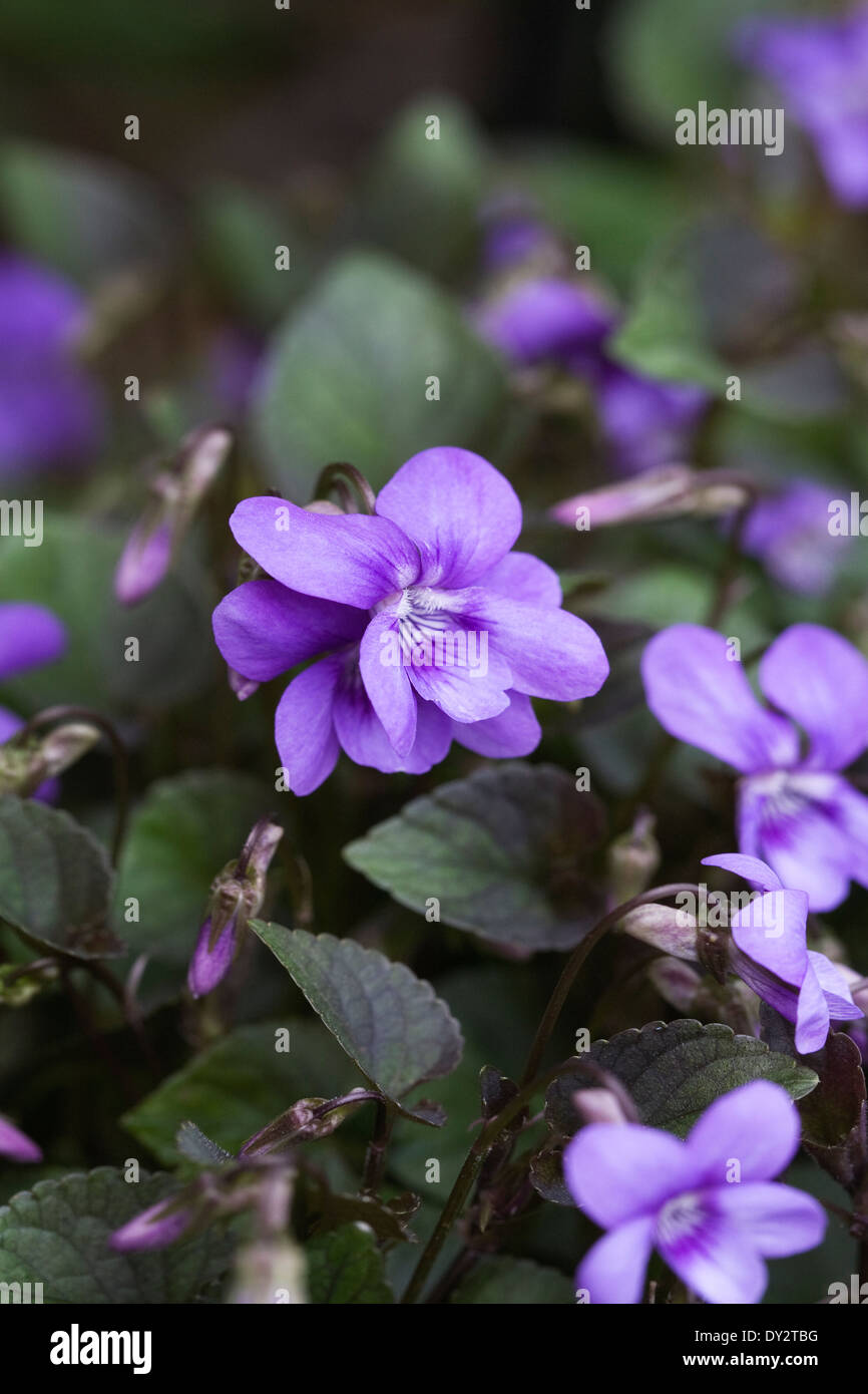 Viola odorata in the garden. Stock Photo