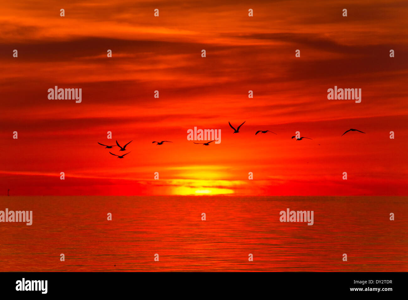 Sunrise over the Gulf of Mexico with a flock of Black Skimmers flying across the horizon Stock Photo