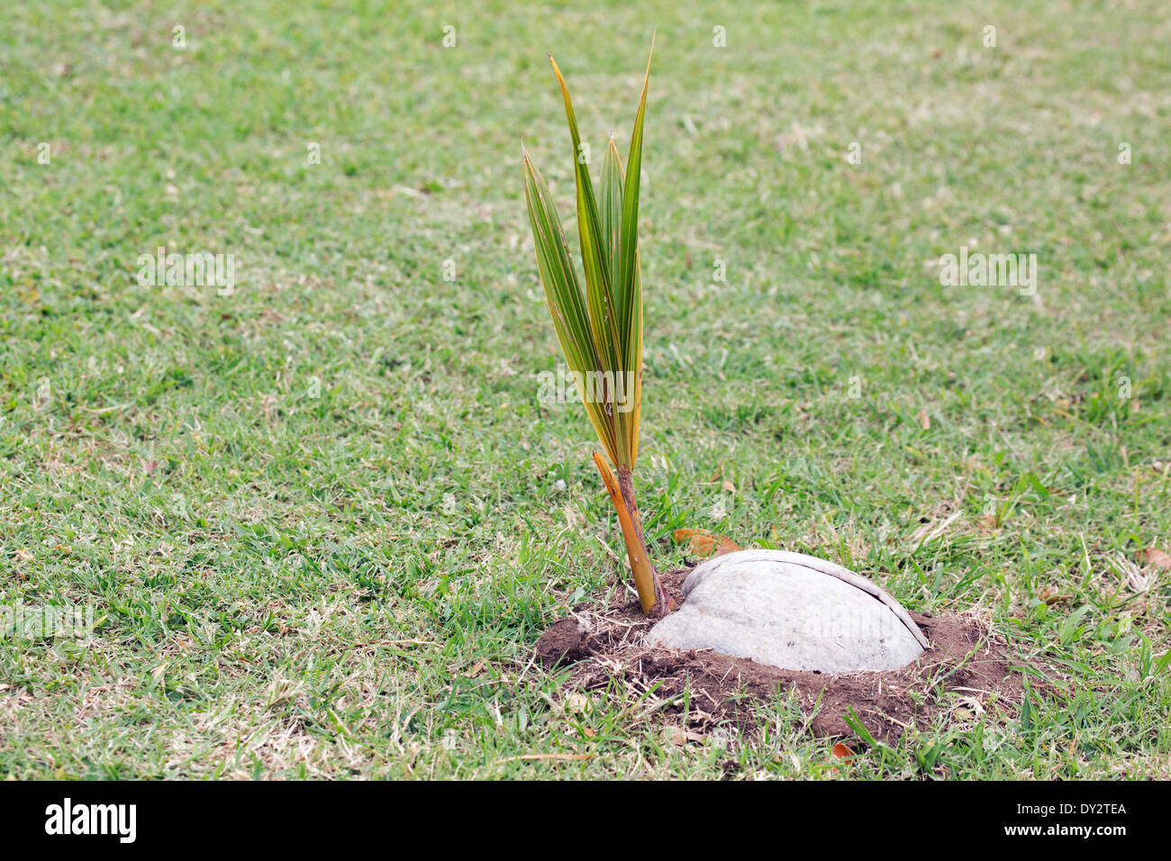 Coconut palm seedling (Cocos nucifera) growing from seed Stock Photo