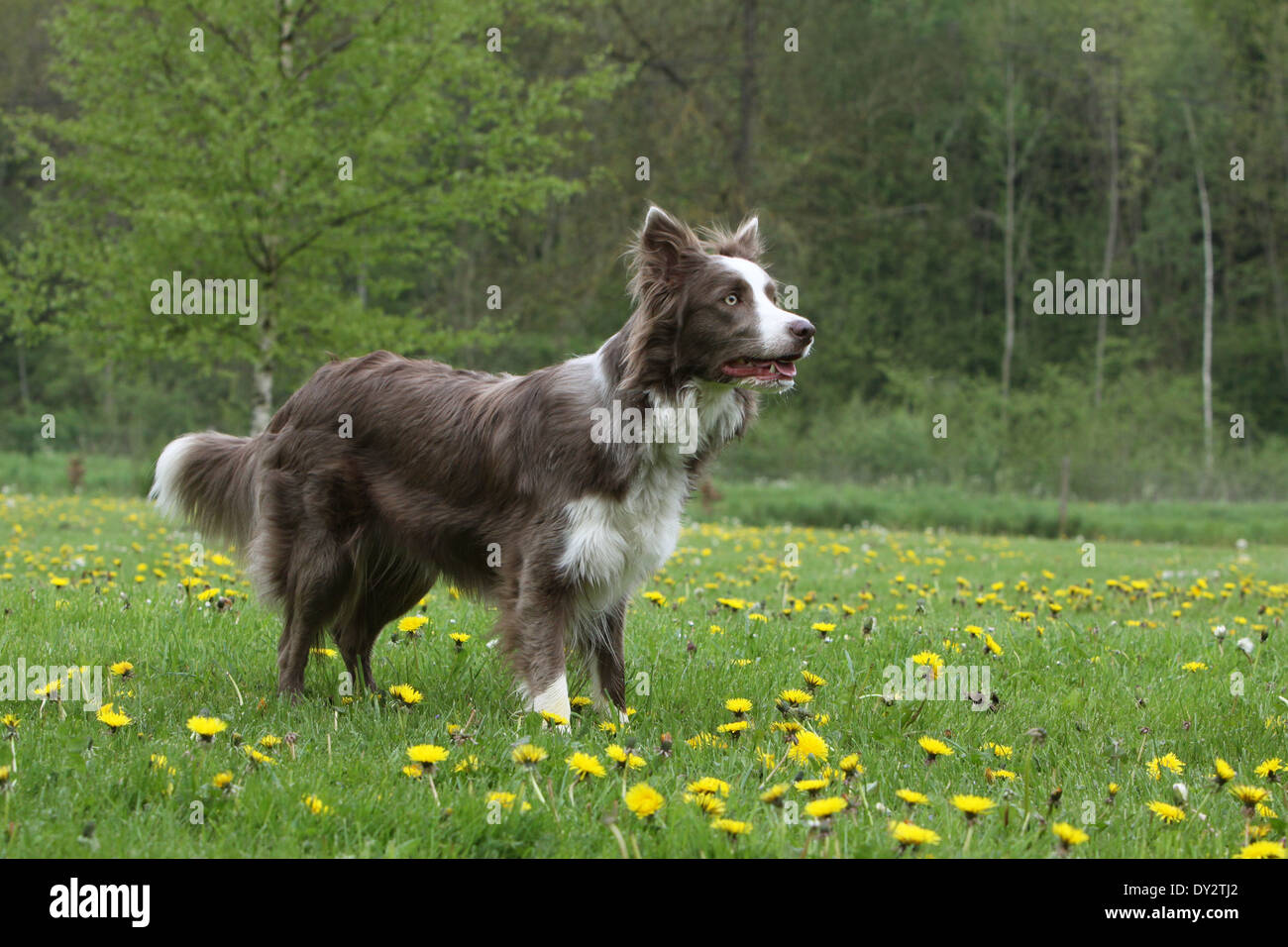 lilac white border collie