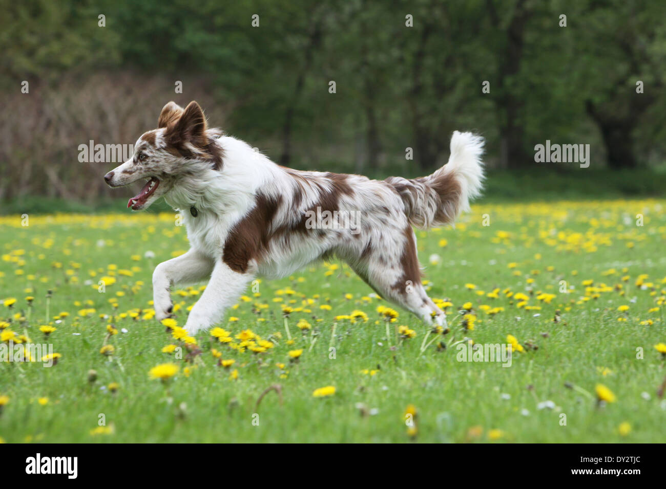 Adult Border Collie Dog Standing in a Meadow Stock Image - Image of collie,  grass: 133920371