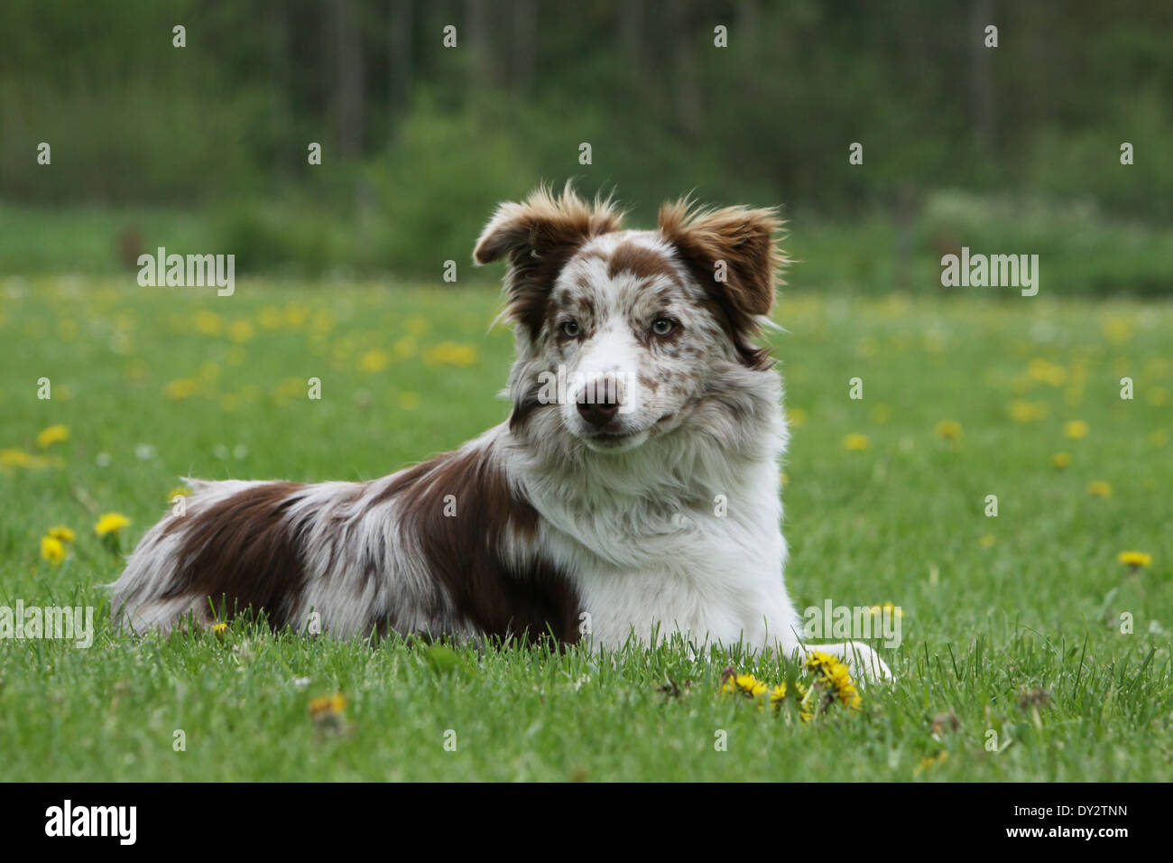 Dog Border Collie / adult (red merle) standing in a meadow Stock Photo -  Alamy