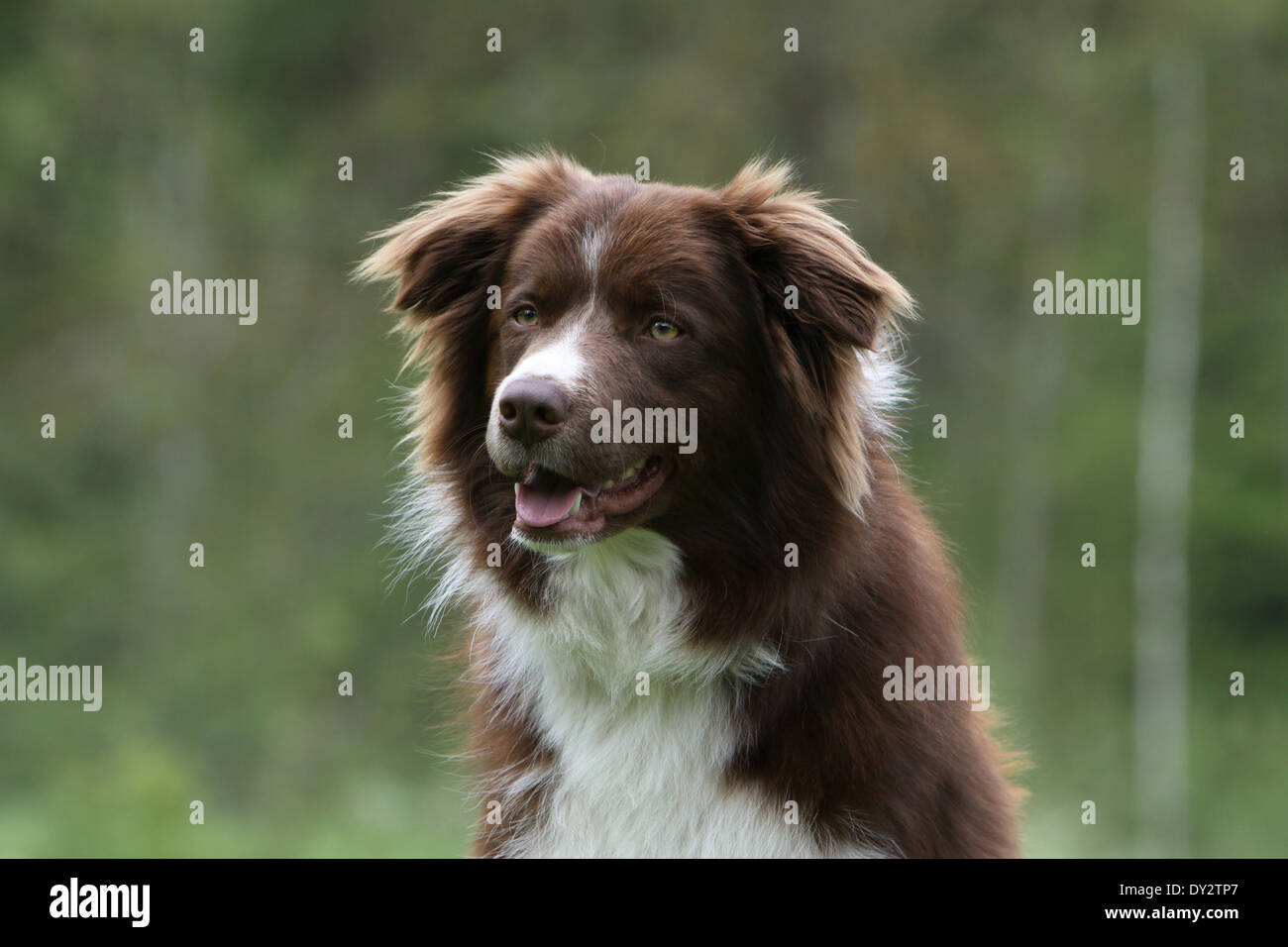 Dog Border Collie adult red and white portrait Stock Photo