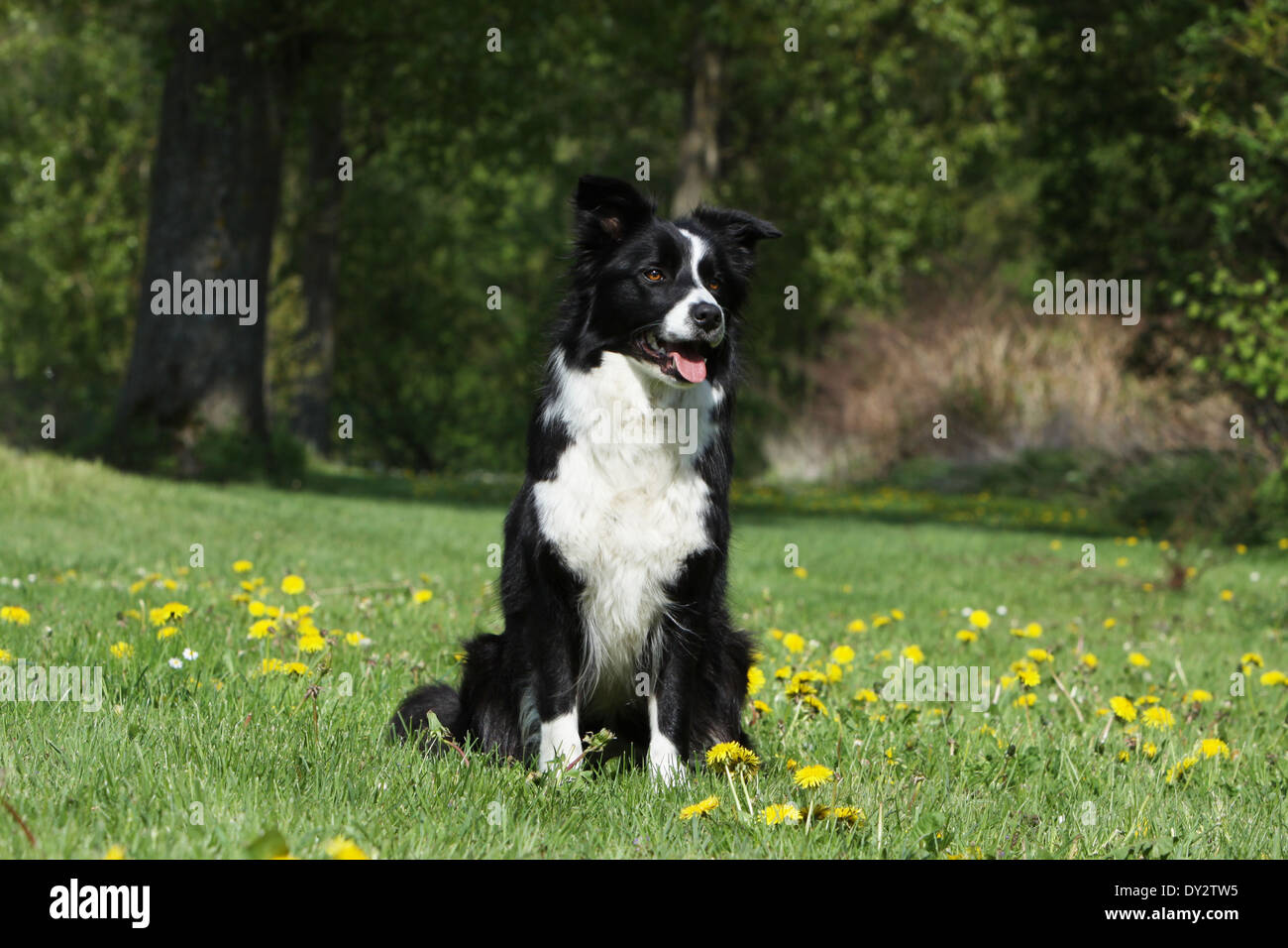 Dog Border Collie / adult (black and white) sitting in a meadow Stock ...