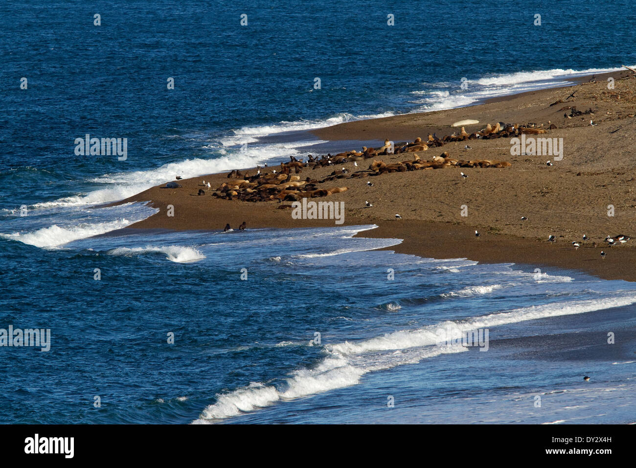South American sea lions (Otaria flavescens) at Punta Norte, Peninsula Valdes, Valdez, Patagonia, Argentina, South America. Stock Photo
