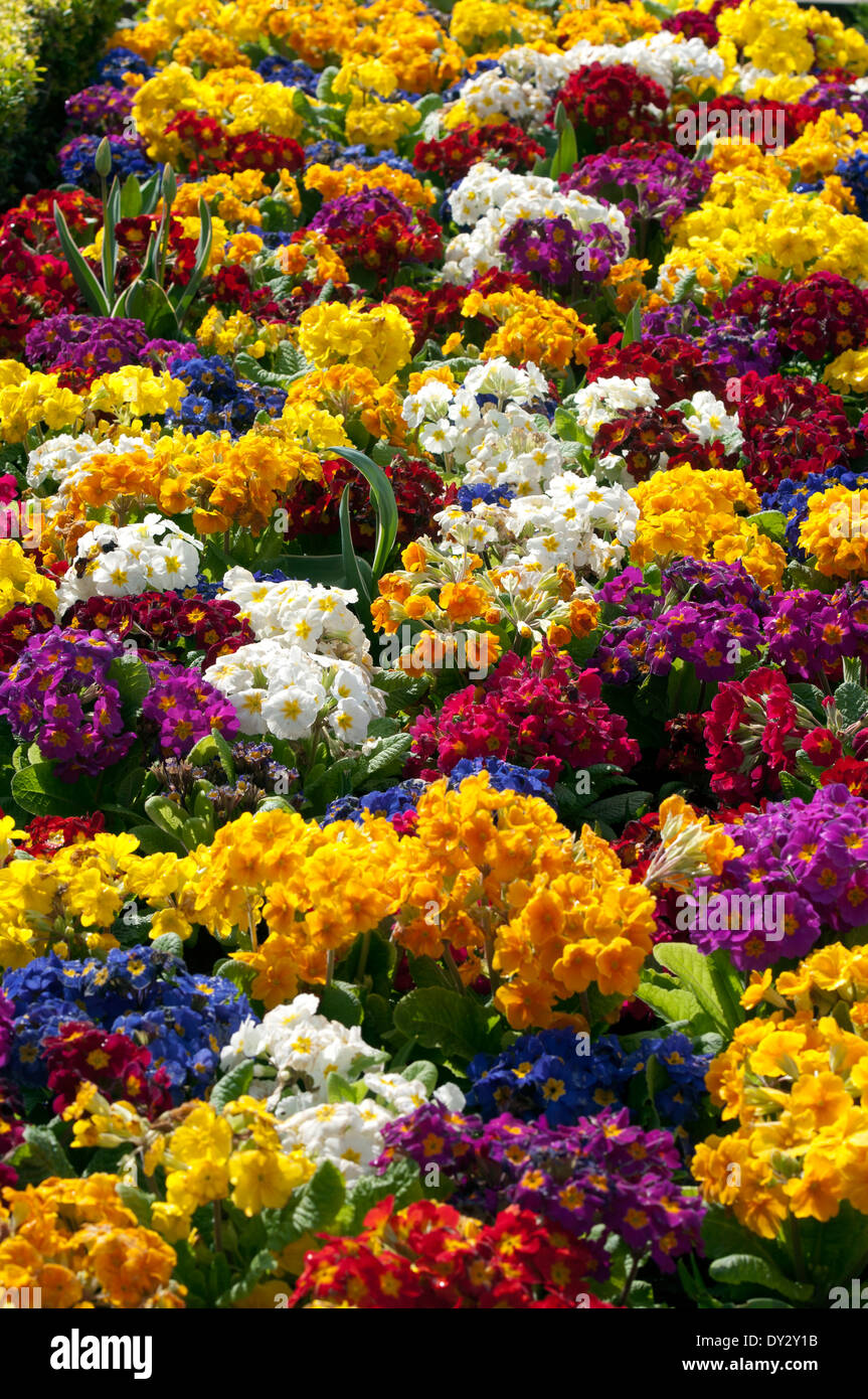 Colourful spring bedding or container plants hires stock photography and images Alamy