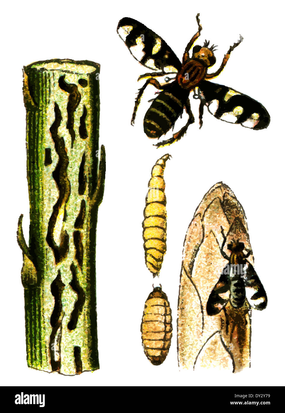 Insect pest Platyparea poeciloptera Stock Photo Alamy