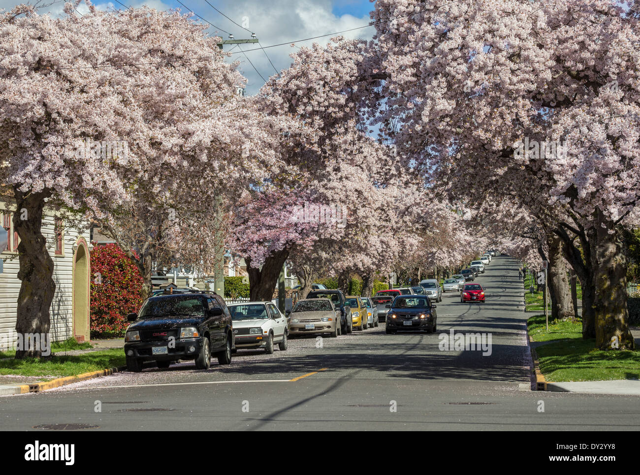 Cherry blossom trees in full spring bloom along Moss streetVictoria