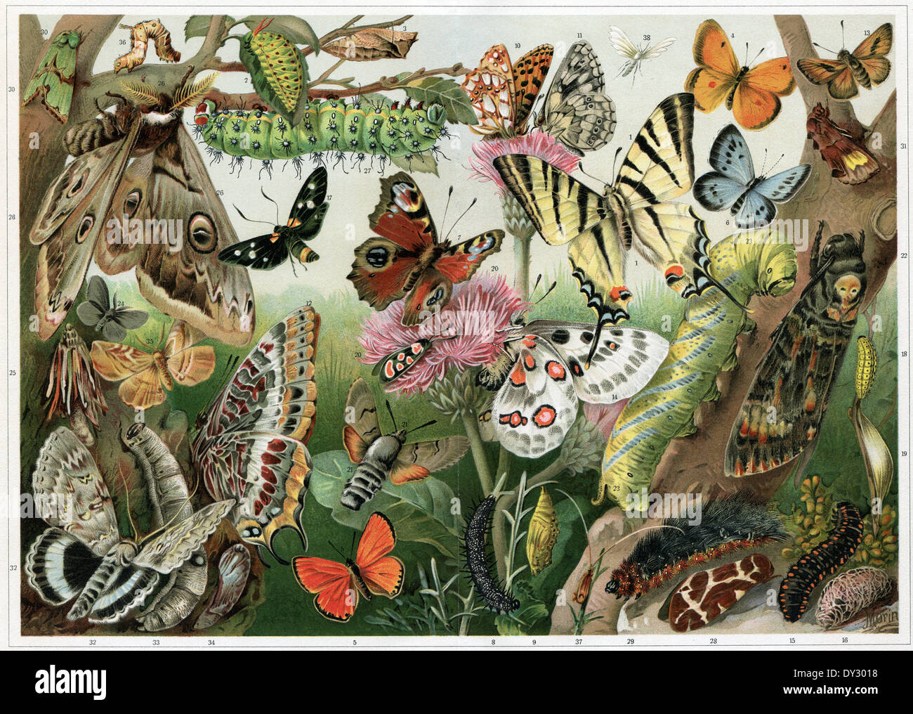 Various butterflies, moths, caterpillars and insect pests Stock Photo