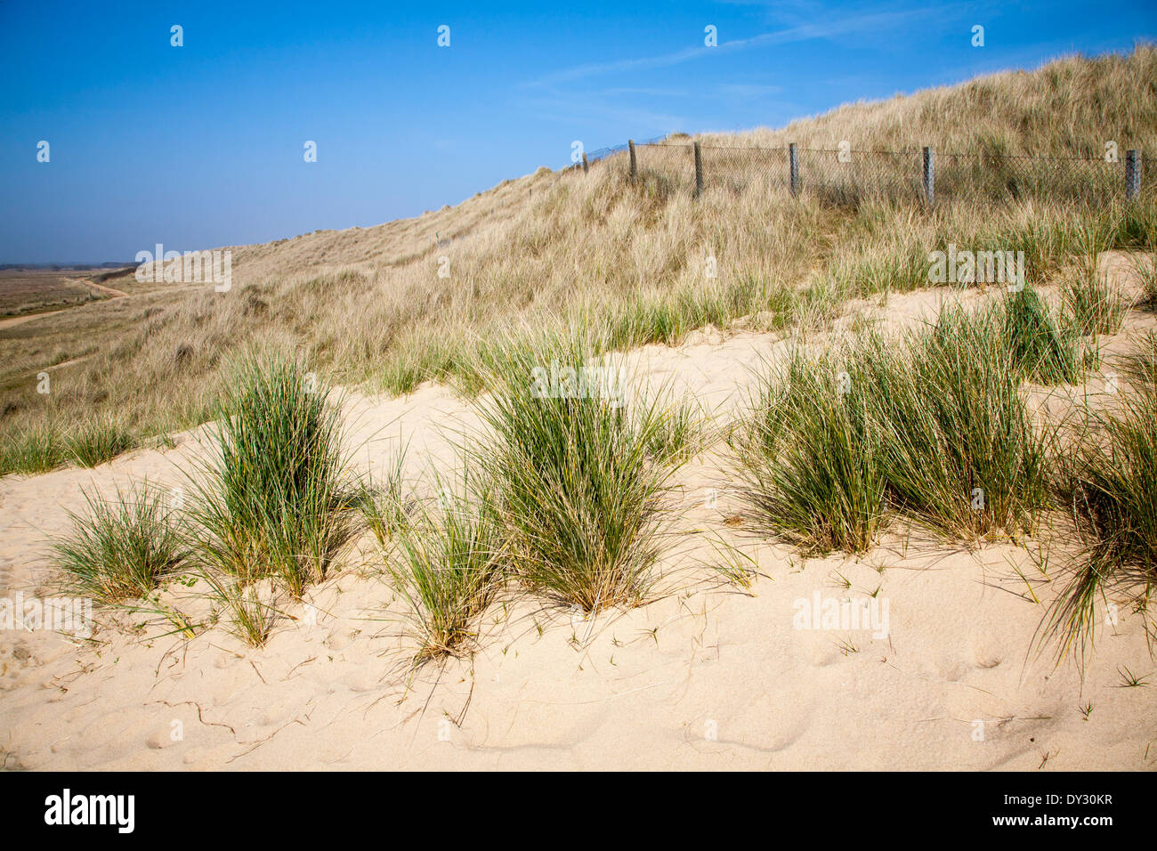 Marram grass growing on landward side of sand dunes, Horsey, Norfolk, England Stock Photo