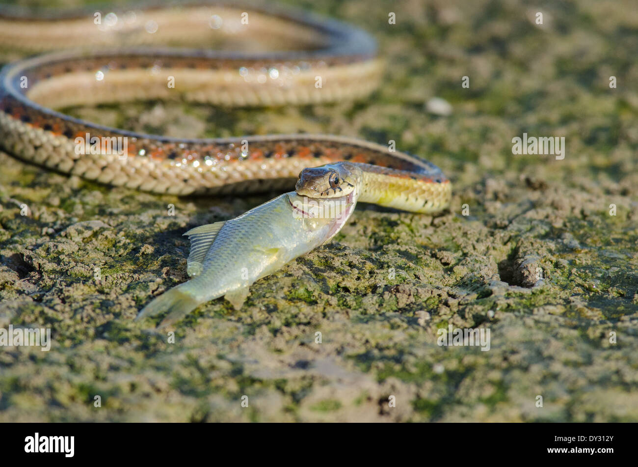 New Mexico Garter Snake, (Thamnophis sirtalis dorsalis), hunting fish in a drying marsh at Bosque del Apache NWR, New Mexico. Stock Photo