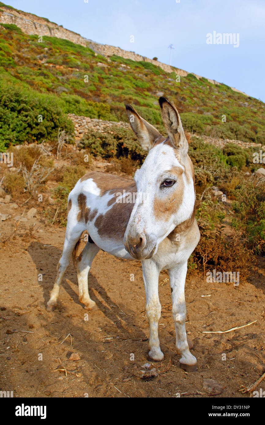 Stallion donkey Dwarf-Sardinian breed Stock Photo