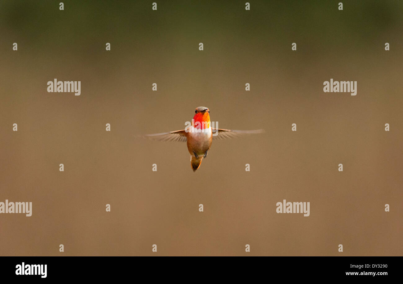 Male Rufous Hummingbird In Flight Rufous Hummingbird High Resolution Stock Photography and Images - Alamy