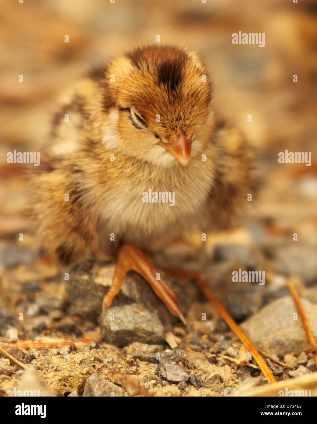 A baby California Quail asleep standing up Stock Photo - Alamy