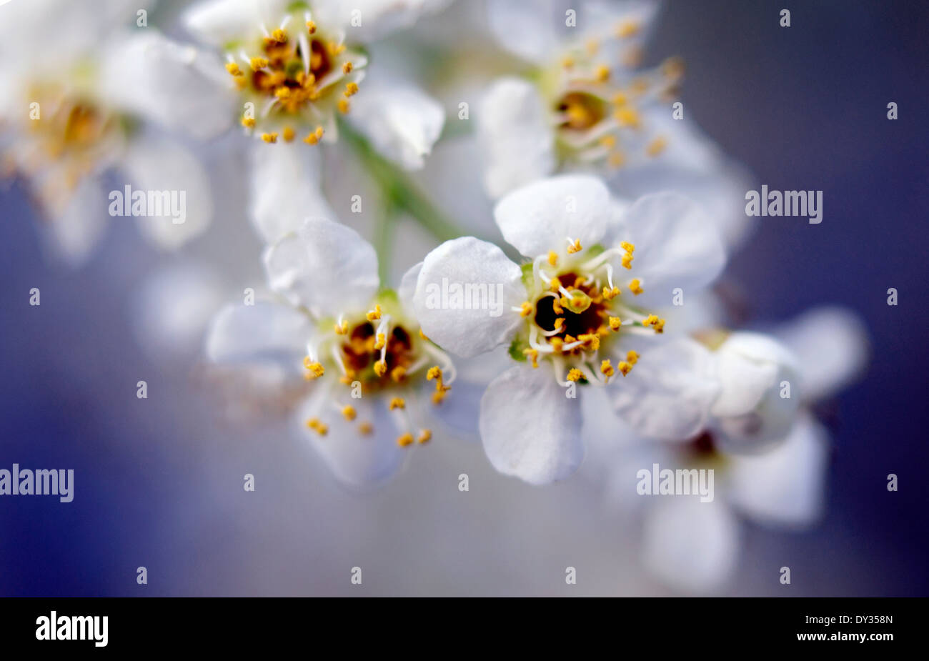 Mayday tree flowers in the spring Stock Photo - Alamy