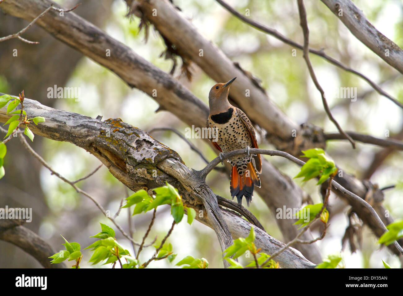A red shafted Northern Flicker in a tree Stock Photo