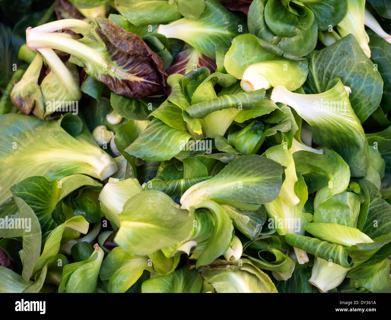 Fresh salad leaves in a mixture ready to eat Stock Photo Alamy
