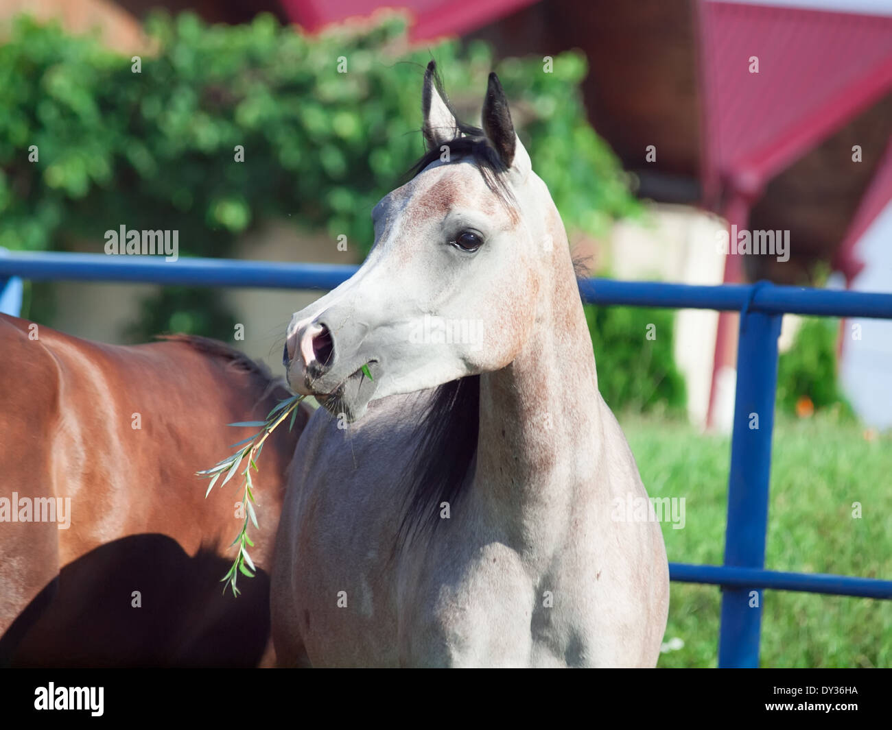 portrait of arabian filly in the paddock. sunny day Stock Photo