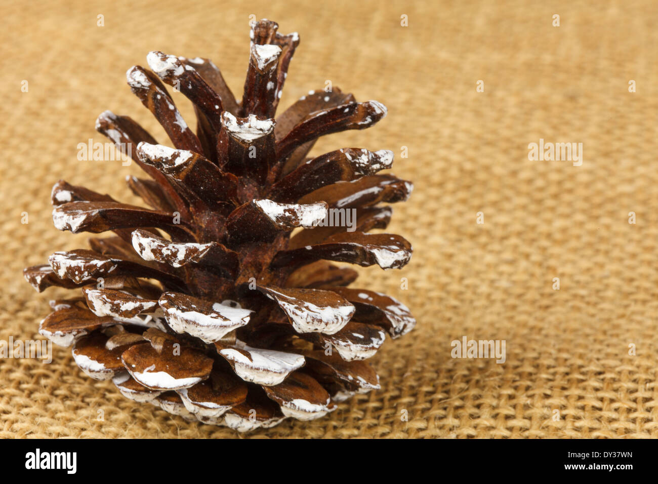 Decorative pine cones-on linen fabric Stock Photo