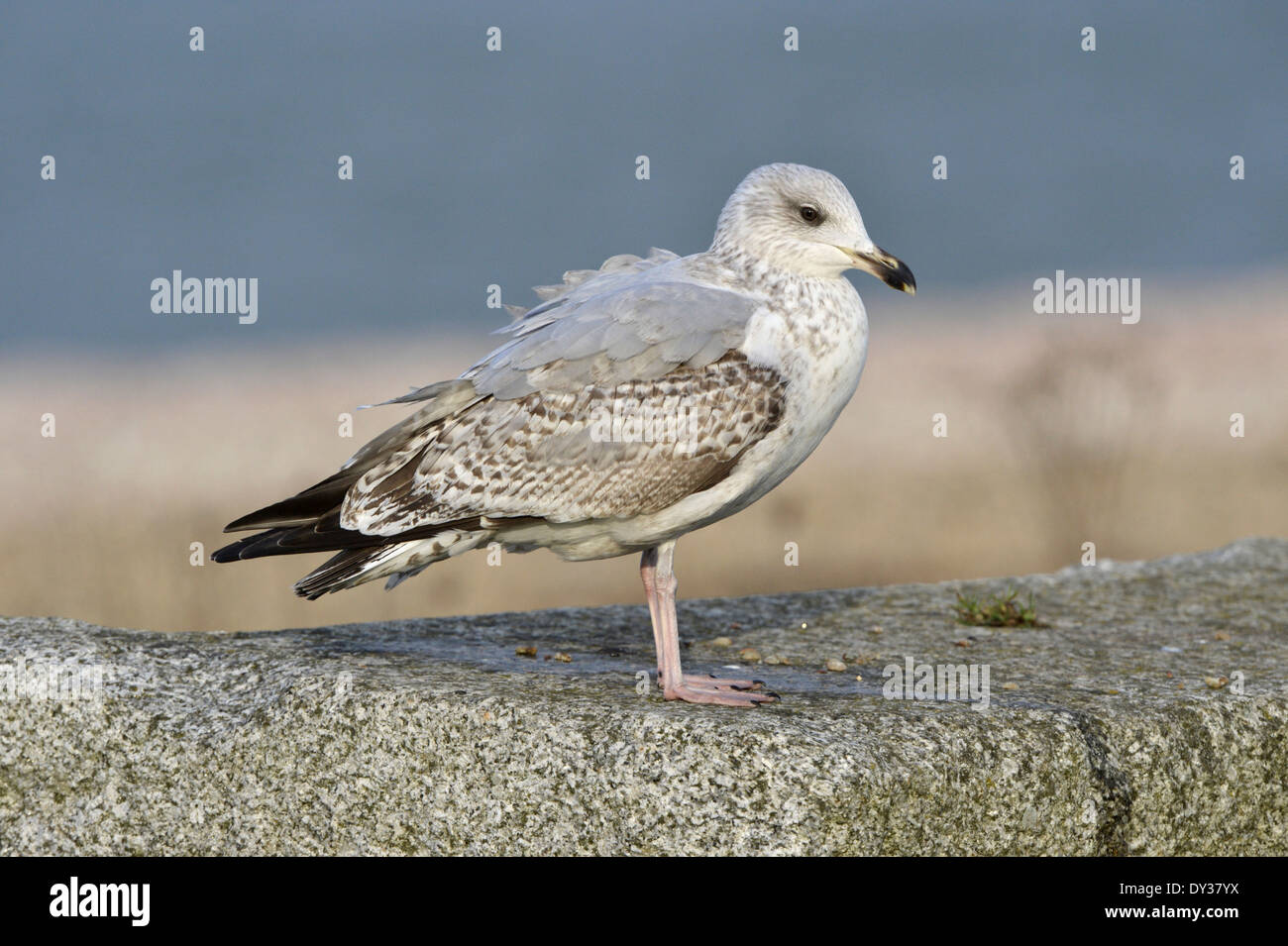 Herring Gull - Larus argentatus - 2nd winter Stock Photo