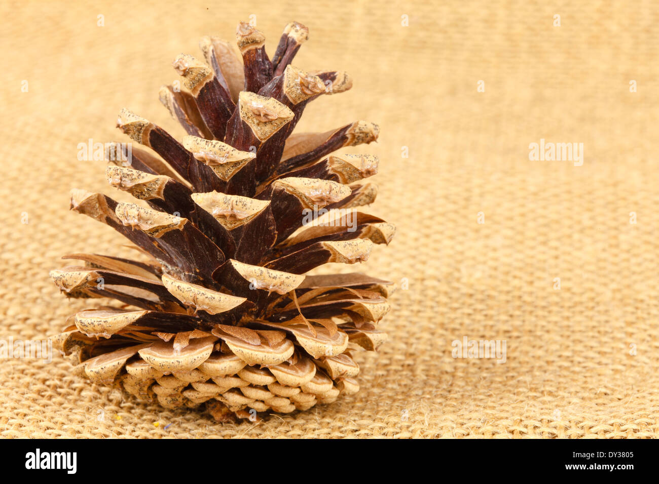 Pine cones on linen fabric Stock Photo