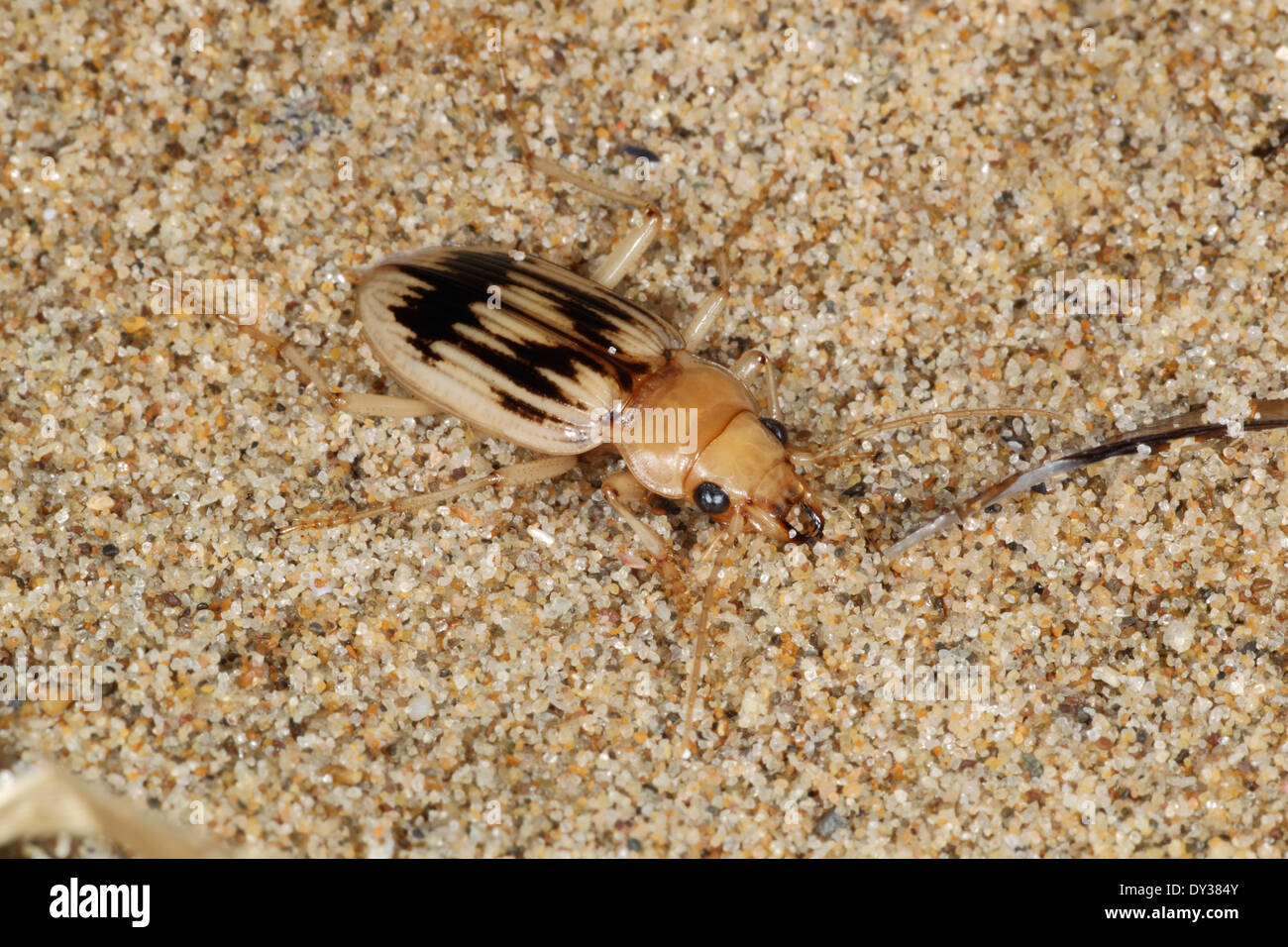 Beachcomber or Strandline Beetle - Eurynebria complanata Stock Photo