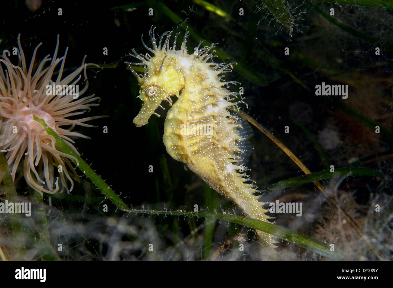 Male Long-snouted (or Spiny) Seahorse - Hippocampus guttulatus Stock Photo