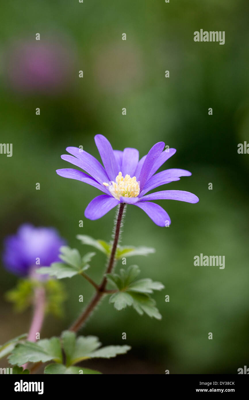 Anemone blanda in a spring flower border. Stock Photo