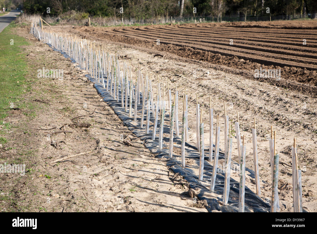 Plastic protective tubes cover new hedgerow hawthorn plants growing on