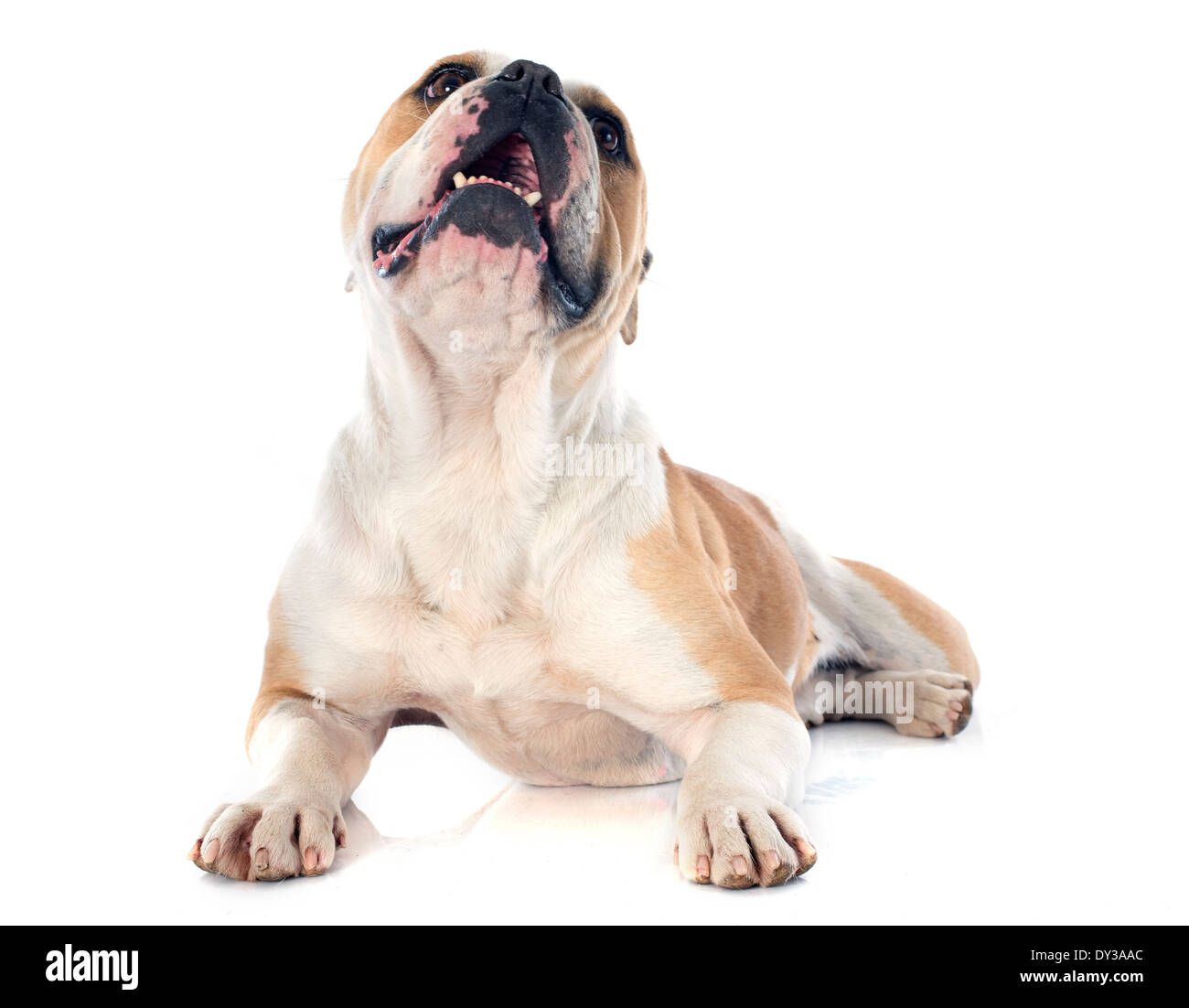 portrait of a purebred english bulldog in front of white background Stock Photo