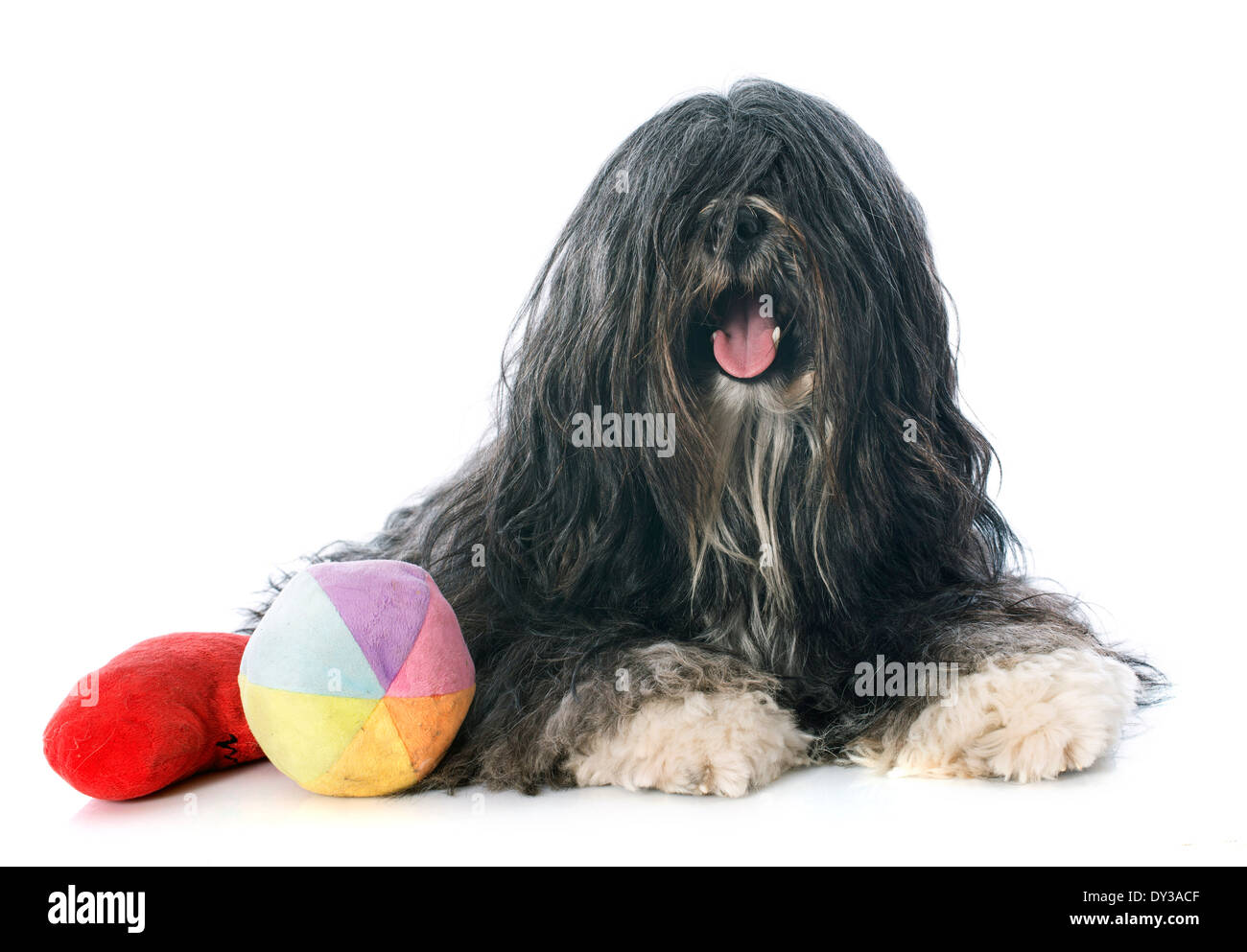 Tibetan 2025 toy dog