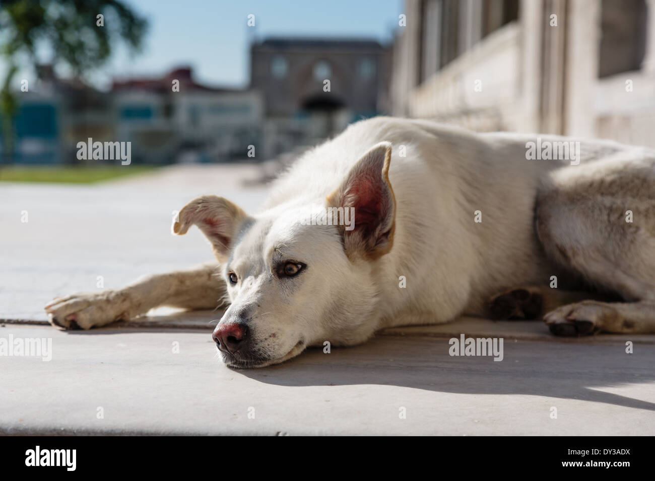 Sometimes controversial relationship to dog in Islamic culture Stock Photo