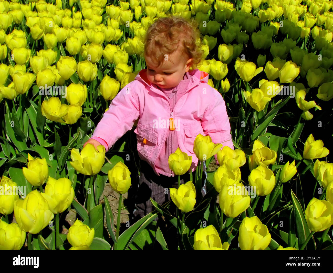 Spring time in The Netherlands: A little girl is standing in a bulb field  between yellow tulips. Stock Photo