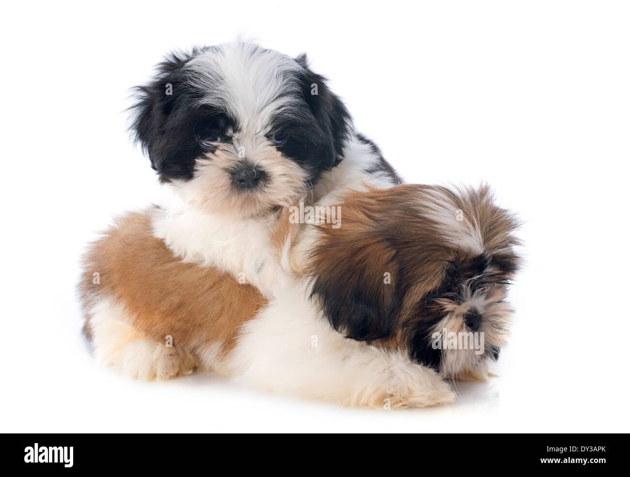 puppies shitzu in front of white background Stock Photo - Alamy