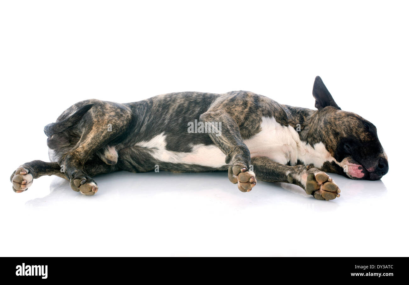 sleeping bull terrier in front of white background Stock Photo