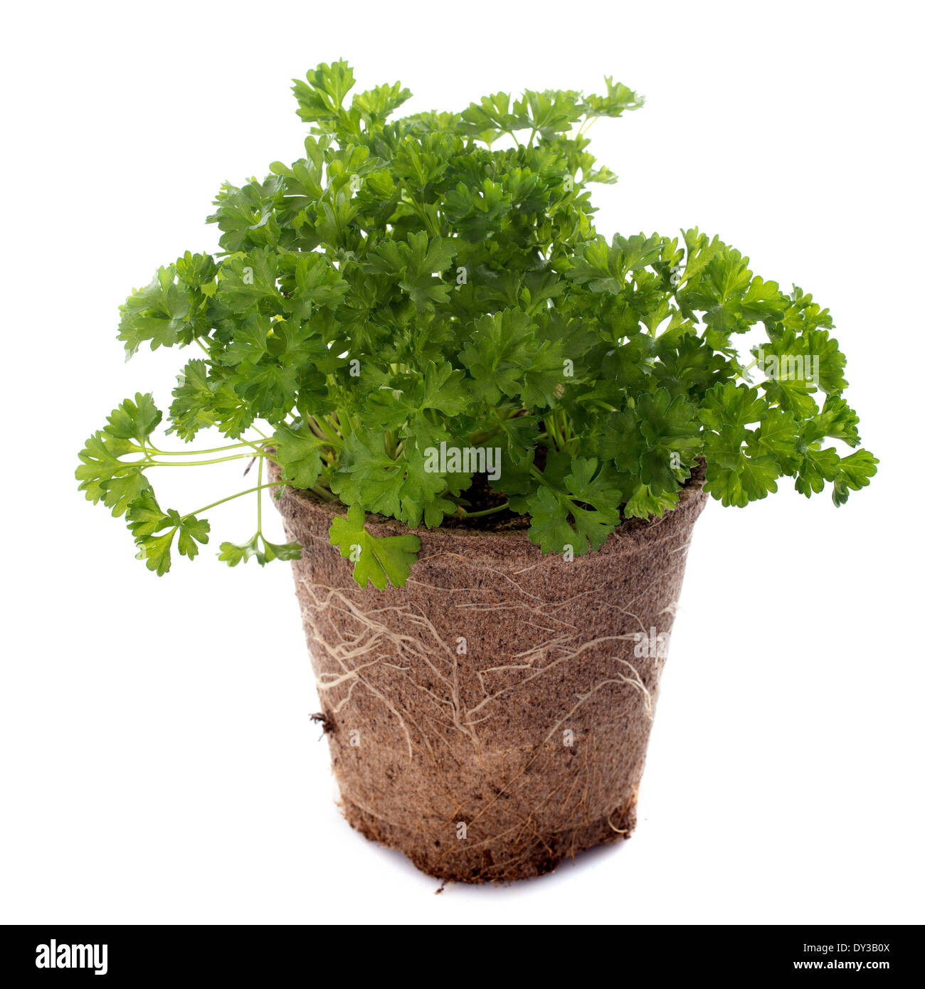 Curly parsley in pot Cut Out Stock Images & Pictures Alamy