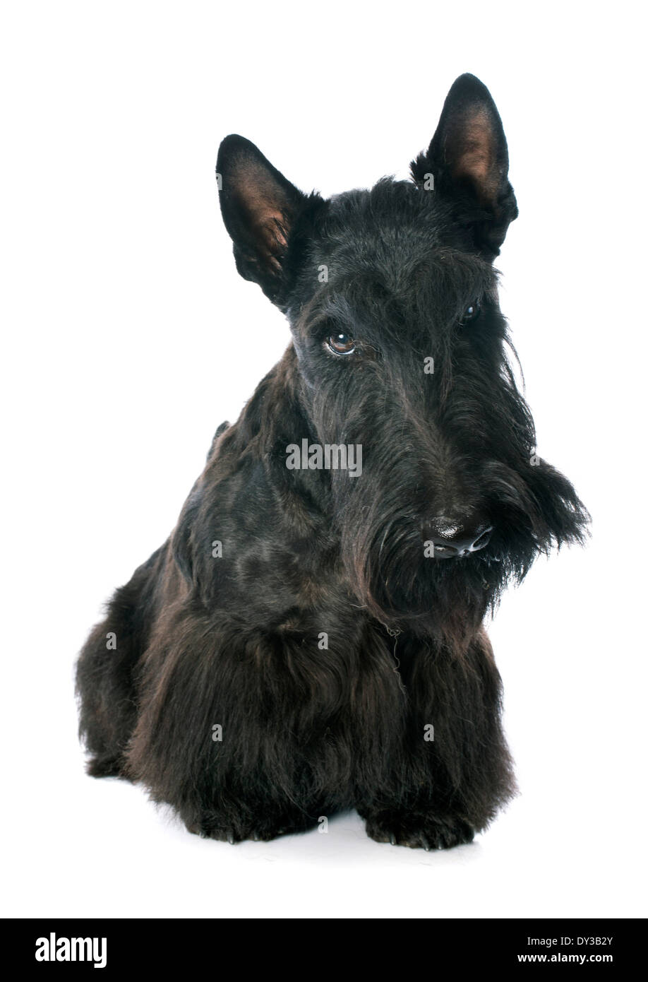 Scottish Terrier in front of white background Stock Photo