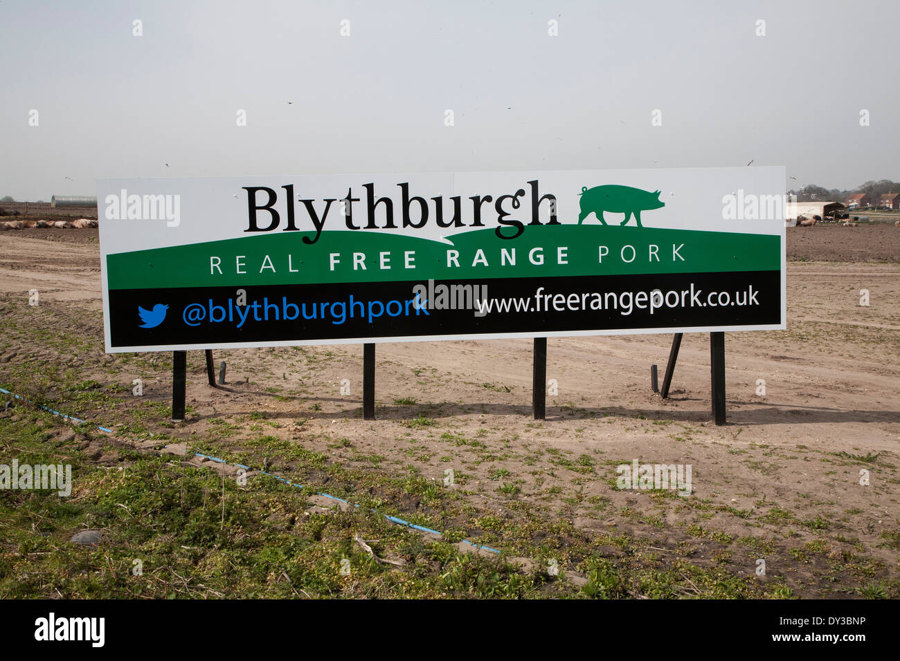 Sign in field of pigs advertising Real Free Range Pork, Blythburgh, Suffolk, England Stock Photo
