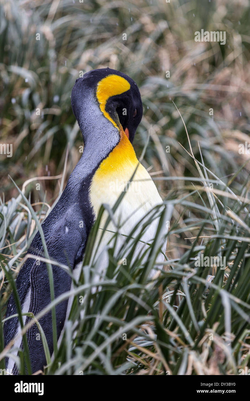 A King Preens Stock Photo