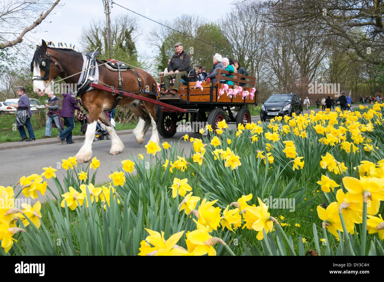Thriplow Daffodil Weekend Hi res Stock Photography And Images Alamy thriplow-daffodil-weekend-hi-res-stock-photography-and-images-alamy