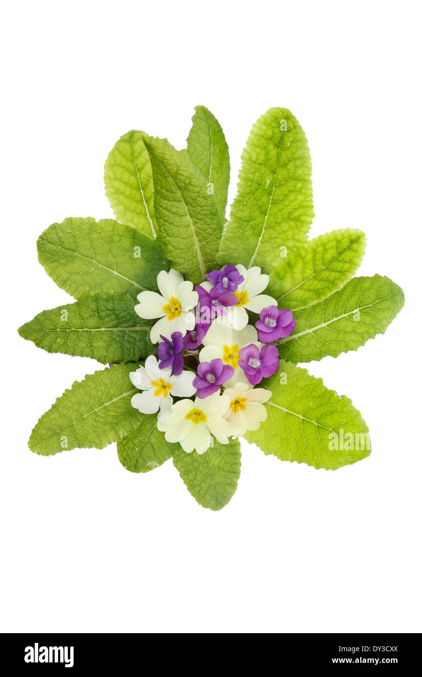 Posy of violet and primrose flowers with primrose leaves isolated