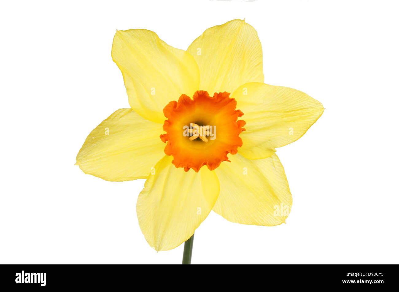Yellow daffodil flower with an orange center isolated against white