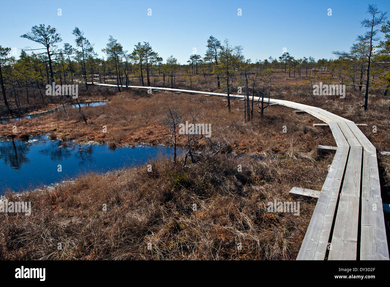 Bog pools in Kemeri Raised Bog Kemeri National Park Latvia Stock Photo