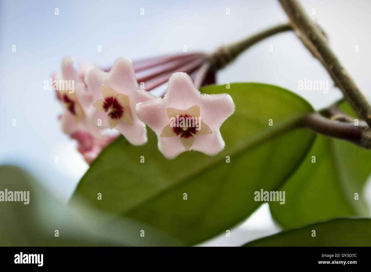 Hoya Flowers Stock Photo