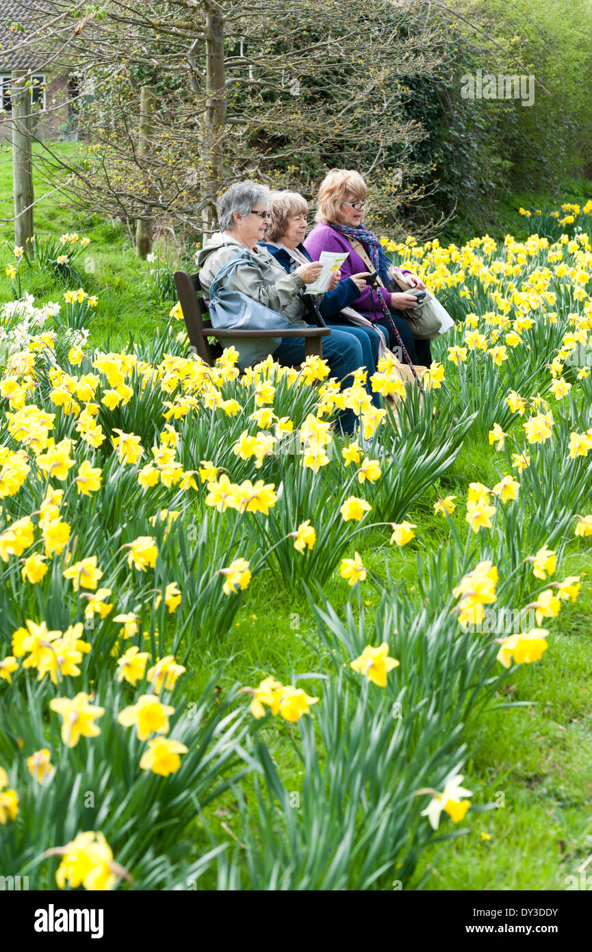 Thriplow, Cambridgeshire, UK. 5th April 2014. Ladies rest on a bench amongst the flowers as thousands of people enjoy spring sunshine at the Thriplow Daffodil Weekend in Cambridgeshire UK 5th April 2014. Each year between 7000-10000 people attend the village event to see displays of daffodils, visiting residents open gardens, craft barns, food stalls, Morris dancing, country craft demonstrations, heavy horses and fun fair rides. The roads are closed to traffic allowing visitors to wander the pretty village lanes in a celebration of spring. Credit:  Julian Eales/Alamy Live News Stock Photo