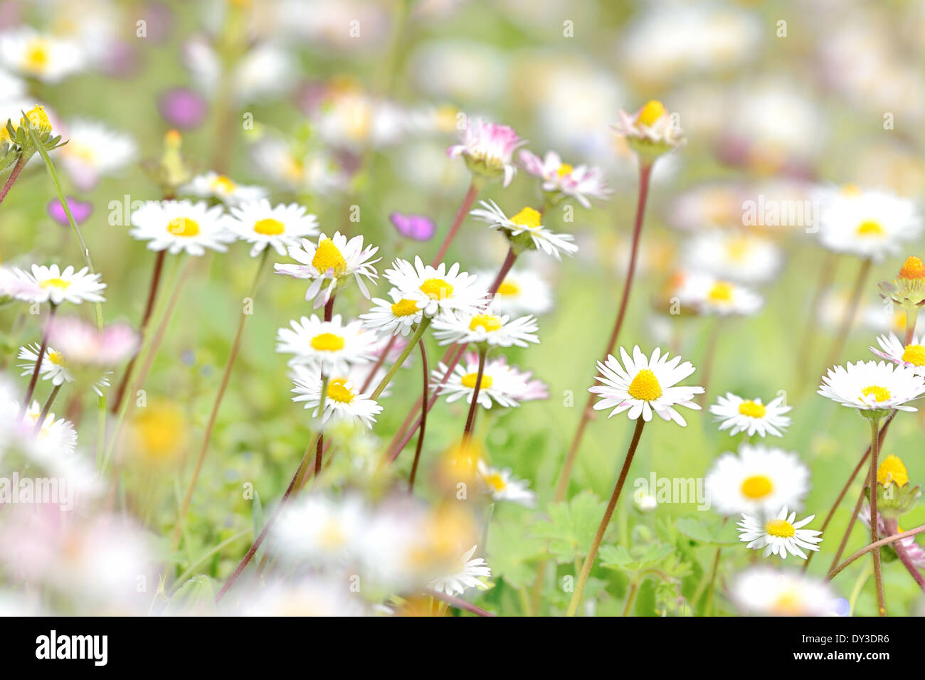 daisies in a lawn Stock Photo