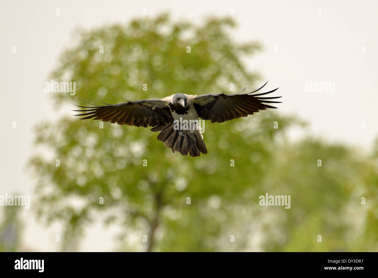 Hooded Crow in flight with green tree behind. Stock Photo